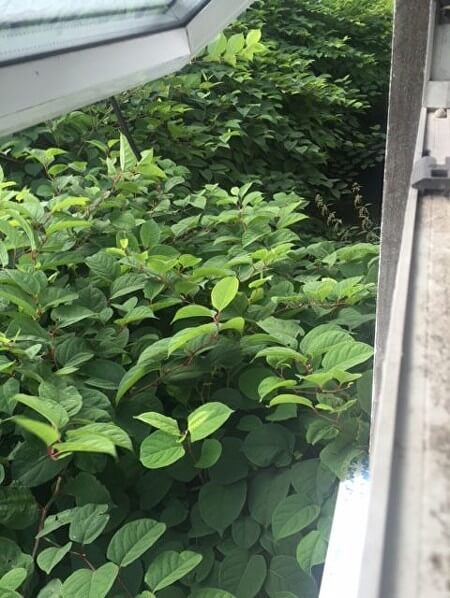 JMP Solicitors wins ruling against Network Rail in Japanese Knotweed case